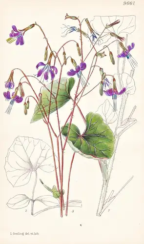 Lactuca Violaefolia. Tab 9661 - Nepal / Pflanze Planzen plant plants / flower flowers Blume Blumen / botanical