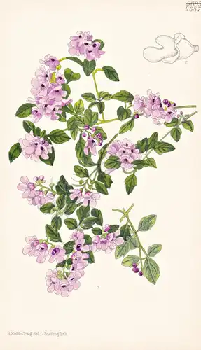 Prostanthera Melissifolia var. Parvifolia. Tab 9687 - New Zealand Neuseeland / Pflanze Planzen plant plants /