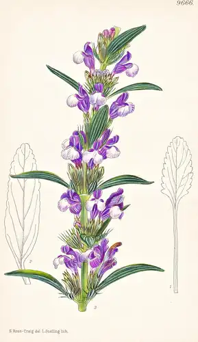 Lallemantia Canescens. Tab 9666 - Orient / Pflanze Planzen plant plants / flower flowers Blume Blumen / botani
