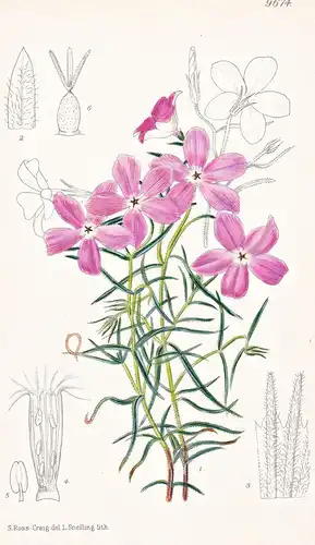 Phlox Triovulata. Tab 9674 - America Amerika / Pflanze Planzen plant plants / flower flowers Blume Blumen / bo