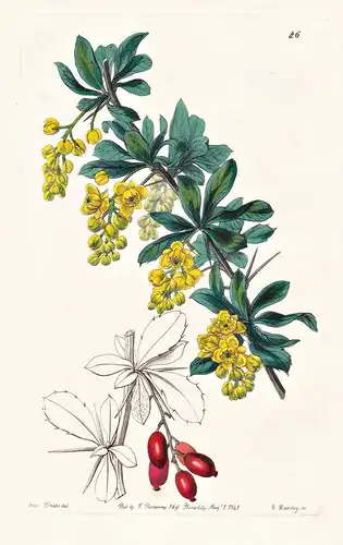 Berberis coriaria - Nepal / flowers Blume flower Botanik botany botanical