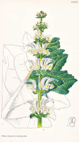 Salvia Argentea var. Rhodopea. Tab 9675 - Greece Griechenland / Pflanze Planzen plant plants / flower flowers