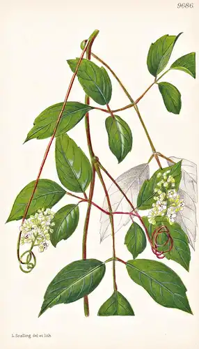Serjania Reticulata. Tab 9686 - Brasil Brazil Brasilien / Pflanze Planzen plant plants / flower flowers Blume