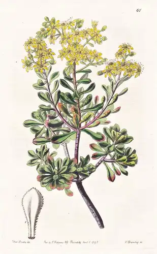 Aeonium cruentum - Canary Islands Kanarische Inseln / flowers Blume flower Botanik botany botanical