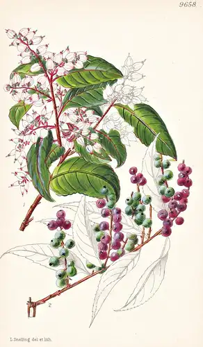 Vaccinium Ducloxii. Tab 9658 - China / Pflanze Planzen plant plants / flower flowers Blume Blumen / botanical