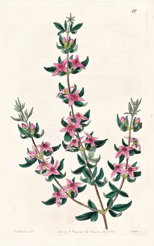 Boronia triphylla, latifolia - America Amerika / flowers Blume flower Botanik botany botanical
