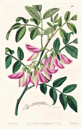 Cilianthus carneus - Europe Europa / flowers Blume flower Botanik botany botanical