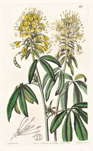 Cleome lutea - America Amerika / flowers Blume flower Botanik botany botanical