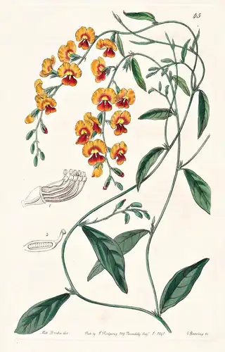 Chorozema spectabile - Australia Australien / flowers Blume flower Botanik botany botanical