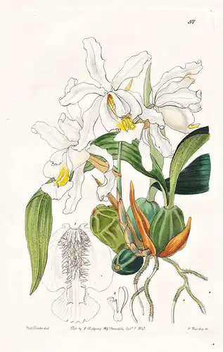 Coelogyne cristata - Orchidee orchid / India Indien / flowers Blume flower Botanik botany botanical