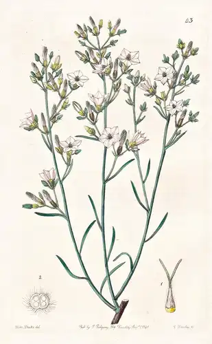Convolvulus scoparius - Canary Islands Kanarische Inseln / flowers Blume flower Botanik botany botanical