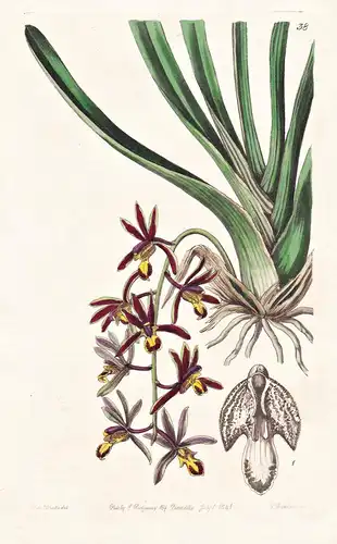 Cymbidium pubescens - Orchidee orchid / Singapore Singapur / flowers Blume flower Botanik botany botanical