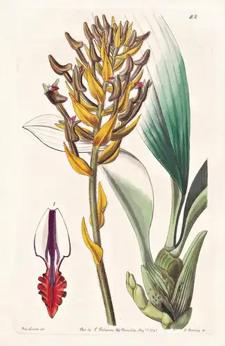 Eria armeniaca - Orchidee orchid / Philippines Philippinen / flowers Blume flower Botanik botany botanical