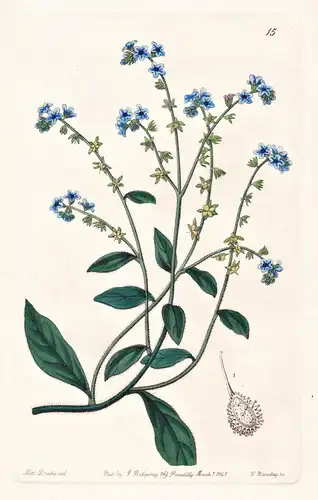 Cynoglossum glochidiatum - India Indien / flowers Blume flower Botanik botany botanical