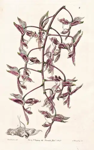 Gongora bufonia - Orchidee orchid / Brasil Brazil Brasilien / flowers Blume flower Botanik botany botanical