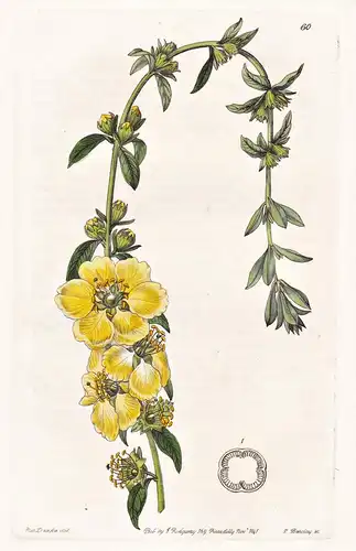 Heimia salicifolia; var. grandiflora - Brasil Brazil Brasilien / flowers Blume flower Botanik botany botanical