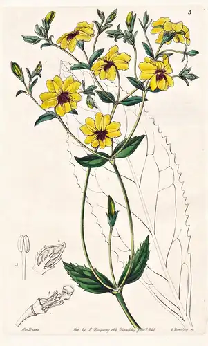 Euthales macrophylla - Australia Australien / flowers Blume flower Botanik botany botanical