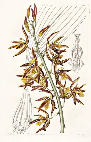 Houlletia vittata - Orchidee orchid / flowers Blume flower Botanik botany botanical