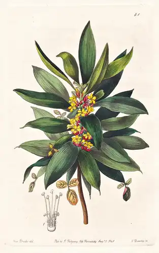 Oxalis fruticosa - Australia Australien / flowers Blume flower Botanik botany botanical