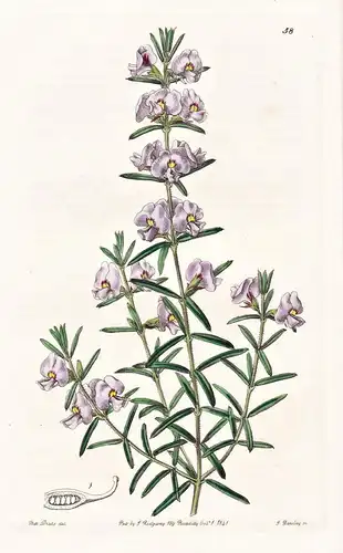 Mirabelia speciosa - America Amerika / flowers Blume flower Botanik botany botanical