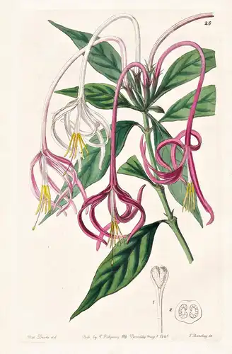 Posoqueria versicolor - Cuba Kuba / flowers Blume flower Botanik botany botanical