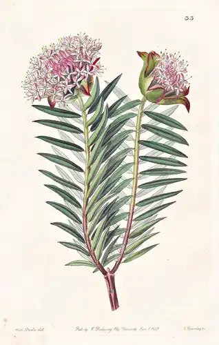 Pimelea spectabilis - Australia Australien / flowers Blume flower Botanik botany botanical