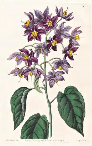 Solanum macrantherum - Mexico Mexiko / flowers Blume flower Botanik botany botanical