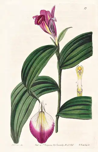 Sobralia sessilis - Orchidee orchid / Peru Brasil Mexico / flowers Blume flower Botanik botany botanical