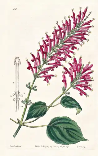 Salvia tubifera - Mexico Mexiko / flowers Blume flower Botanik botany botanical