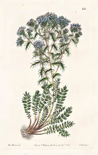 Triptilion spinosum - Chile / flowers Blume flower Botanik botany botanical
