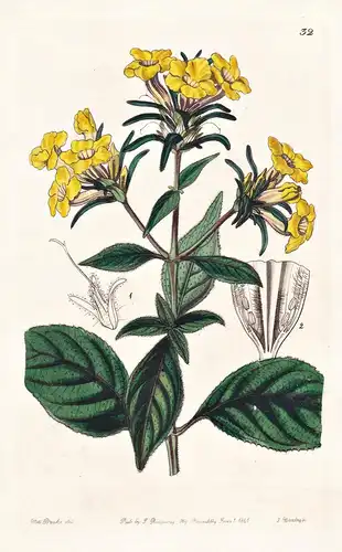 Strobilanthes scabra - India Indien / flowers Blume flower Botanik botany botanical