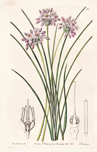Sowerbaea laxiflora - Australia Australien / flowers Blume flower Botanik botany botanical
