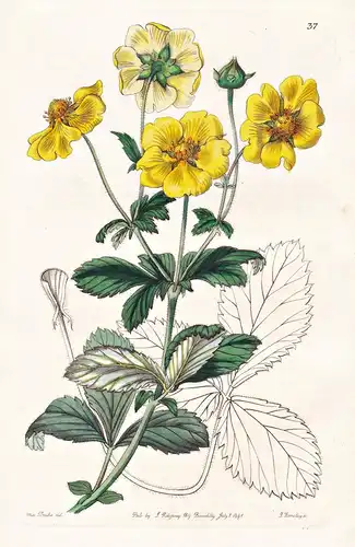 Potentilla insignis - China / flowers Blume flower Botanik botany botanical
