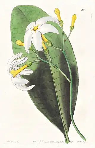 Tabernaemontana dichotoma - Sri Lanka / flowers Blume flower Botanik botany botanical