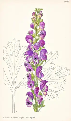 Aconitum Nagarum. Tab 9613 - Assam / Pflanze Planzen plant plants / flower flowers Blume Blumen / botanical Bo