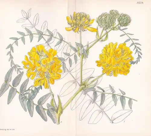 Astragalus Durhamii. Tab 9579 - Italy Italien / Pflanze Planzen plant plants / flower flowers Blume Blumen / b