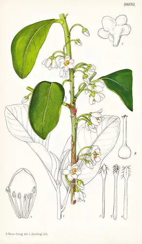 Cleyera Japonica var. Wallichiana. Tab 9606 - China / Pflanze Planzen plant plants / flower flowers Blume Blum