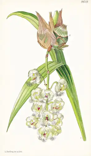 Catasetum Warczewitzii. Tab 9619 - Colombia Kolumbien / Orchidee orchid / Pflanze Planzen plant plants / flowe