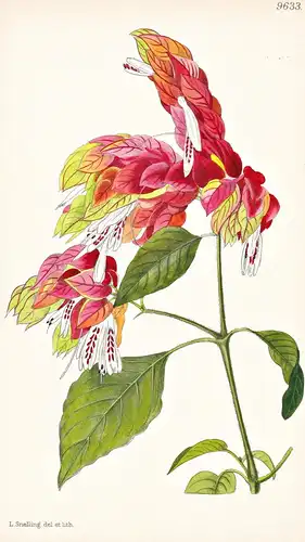 Beloperone Guttata. Tab 9633 - Mexico Mexiko / Pflanze Planzen plant plants / flower flowers Blume Blumen / bo