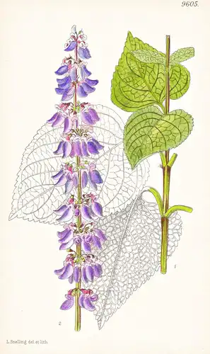 Coleus Autrani. Tab 9605 - Abyssinia Abessinien / Pflanze Planzen plant plants / flower flowers Blume Blumen /