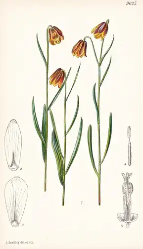 Fritillaria Drenovskii. Tab 9625 - Greece Griechenland / Pflanze Planzen plant plants / flower flowers Blume B