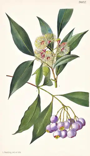 Eugenia Cyanocarpa. Tab 9602 - Australia Australien / Pflanze Planzen plant plants / flower flowers Blume Blum