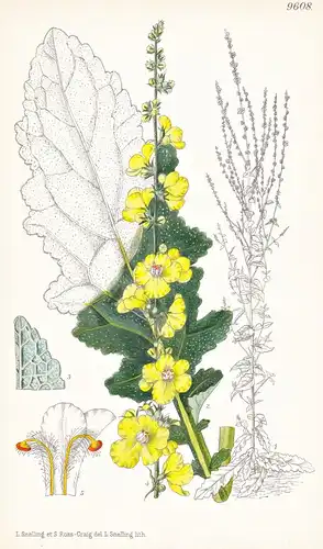 Verbascum Banaticum. Tab 9608 - Greece Griechenland / Pflanze Planzen plant plants / flower flowers Blume Blum