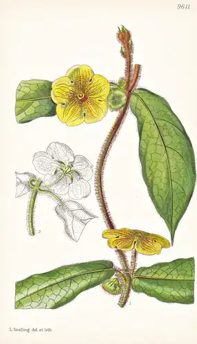 Gonolobus Fulvidus. Tab 9611 - Honduras / Pflanze Planzen plant plants / flower flowers Blume Blumen / botanic