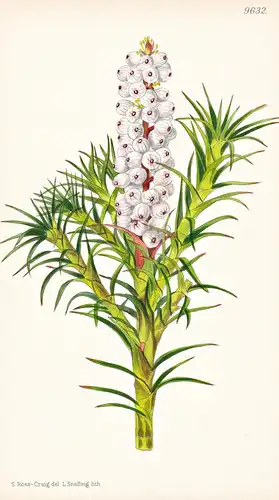 Richea Scoparia. Tab 9632 - Australia Australien / Pflanze Planzen plant plants / flower flowers Blume Blumen