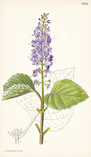 Plectranthus Fruticosus. Tab 9616 - South Africa Südafrika / Pflanze Planzen plant plants / flower flowers Blu