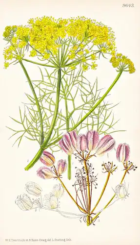 Prangos Ferulacea. Tab 9643 - Caucasus Kaukasus / Pflanze Planzen plant plants / flower flowers Blume Blumen /
