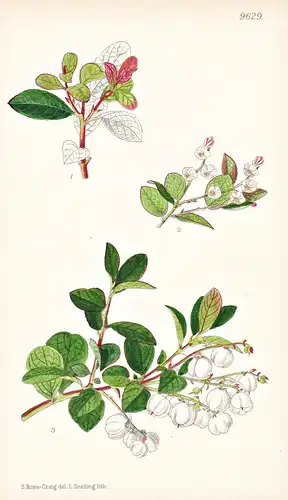 Gaultheria Miqueliana. Tab 9629 - India Indien / Pflanze Planzen plant plants / flower flowers Blume Blumen /