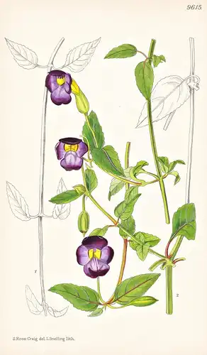 Torenia Travancorica. Tab 9615 - India Indien / Pflanze Planzen plant plants / flower flowers Blume Blumen / b