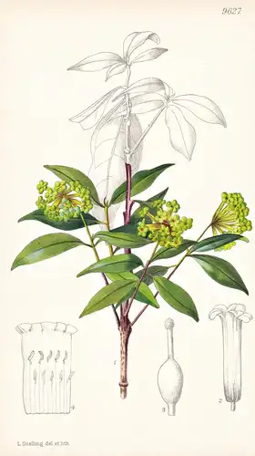 Peddiea Africana. Tab 9627 - Natal / Pflanze Planzen plant plants / flower flowers Blume Blumen / botanical Bo